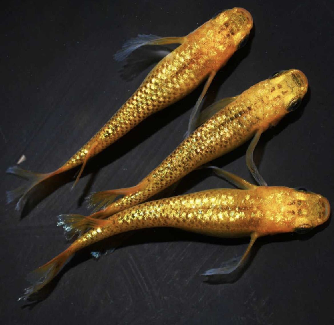 レクリス 舞めだか様 より購入 最高級 種親 F1 めだか メダカ めだか 売買されたオークション情報 Yahooの商品情報をアーカイブ公開 オークファン Aucfan Com