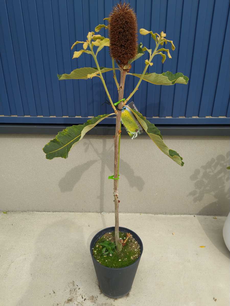 観葉植物 鉢花 苗：バンクシア ロブル*スワンプバンクシア ロブール 6