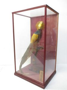 剥製 鳥のYahoo!オークション(旧ヤフオク!)の相場・価格を見る｜Yahoo