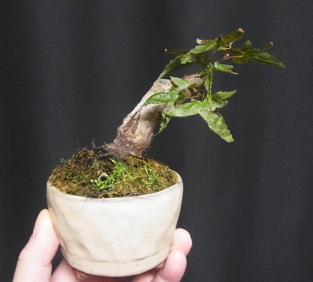 出猩々もみじ ミニ盆栽 樹高8 5cm 極太 懸崖 木肌古い特選素材 楓 かえで 売買されたオークション情報 Yahooの商品情報をアーカイブ公開 オークファン Aucfan Com