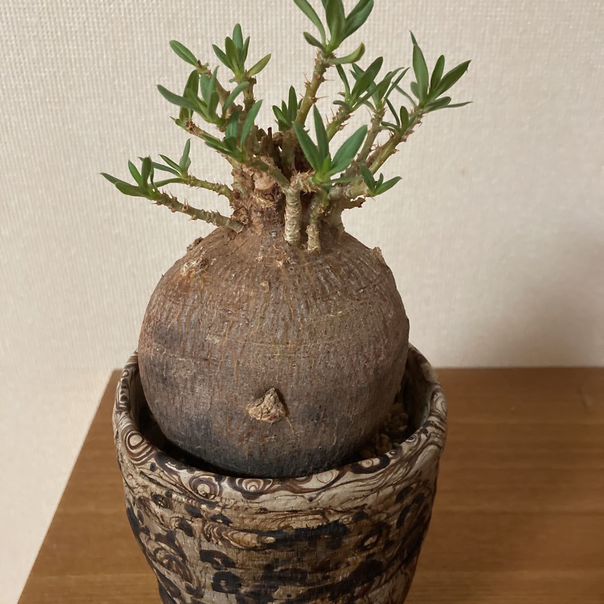 パキポディウム ビスピノーサム 現地球 発根済み タイポット 塊根植物 