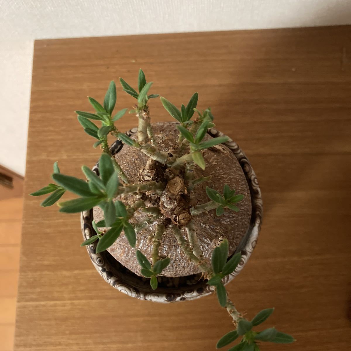 パキポディウム ビスピノーサム 現地球 発根済み タイポット 塊根植物 
