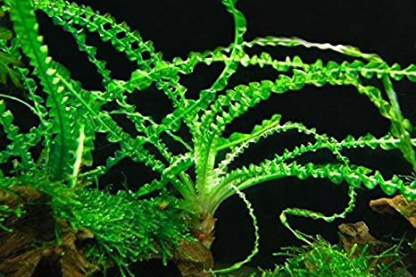 Crinum calamistratum クリナム カラミストラタム 1株(水草)｜売買され  