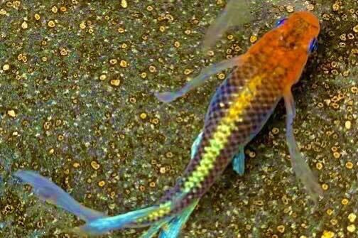 愛光めだか 斎愛メダカ様より購入繁殖 煌スワロー 有精卵10個 A 幹之 めだか 卵 キラメキ めだか 売買されたオークション情報 Yahooの商品情報をアーカイブ公開 オークファン Aucfan Com