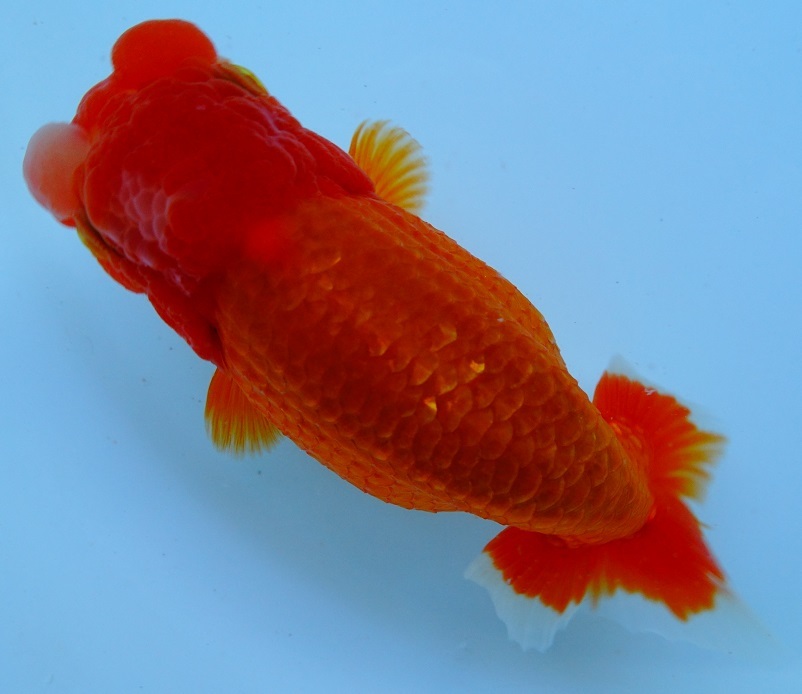 天明らんちゅう】□厳選本命魚□□ 特選魚 当歳 色の濃い 太い 尾形の