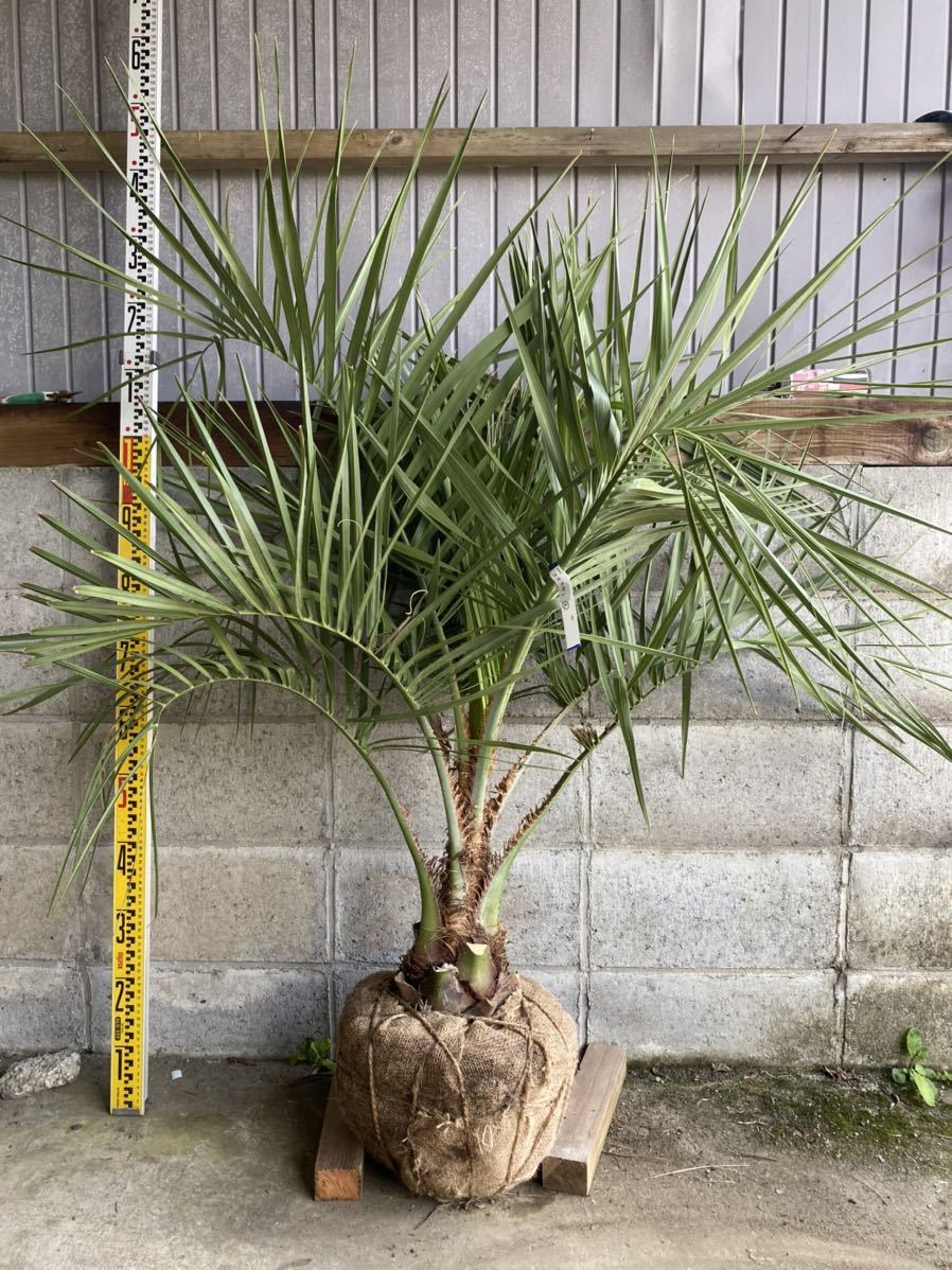 ココスヤシ K*7様 都城市K様 苗木 ヤシ PLANT ココスヤシ K