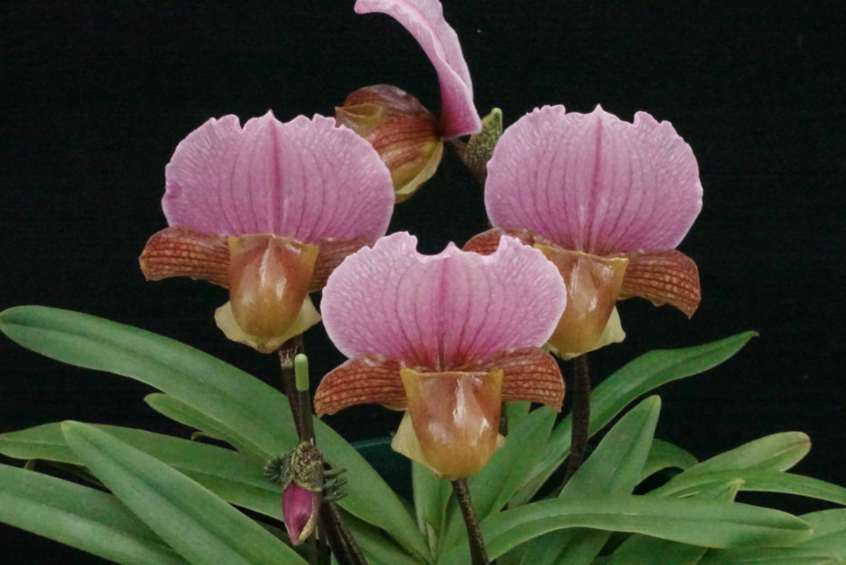 C. Yahoo!オークション - aclandiae albescens の落札相場・落札価格 