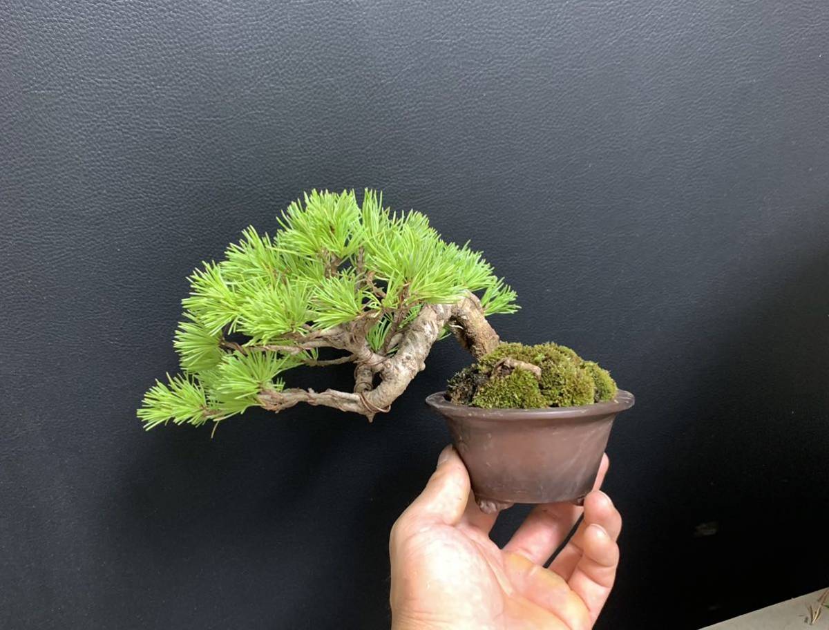 五葉松 五葉松盆栽 小品盆栽 ミニ盆栽 / 真柏 黒松 糸魚川 盆栽鉢 実生