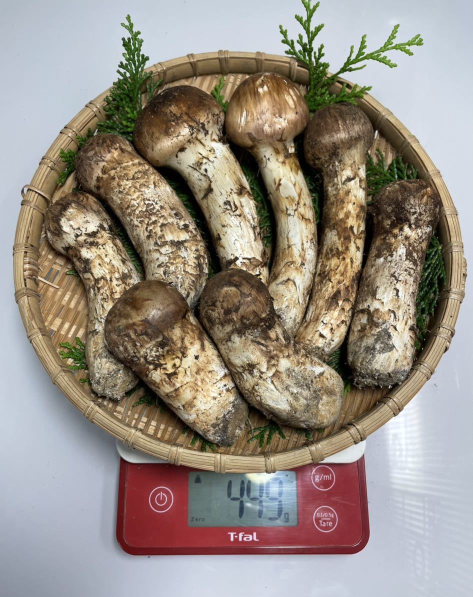 公式通販 長野県産 松茸 国産 国産松茸320g(信州長野県安曇野産)10