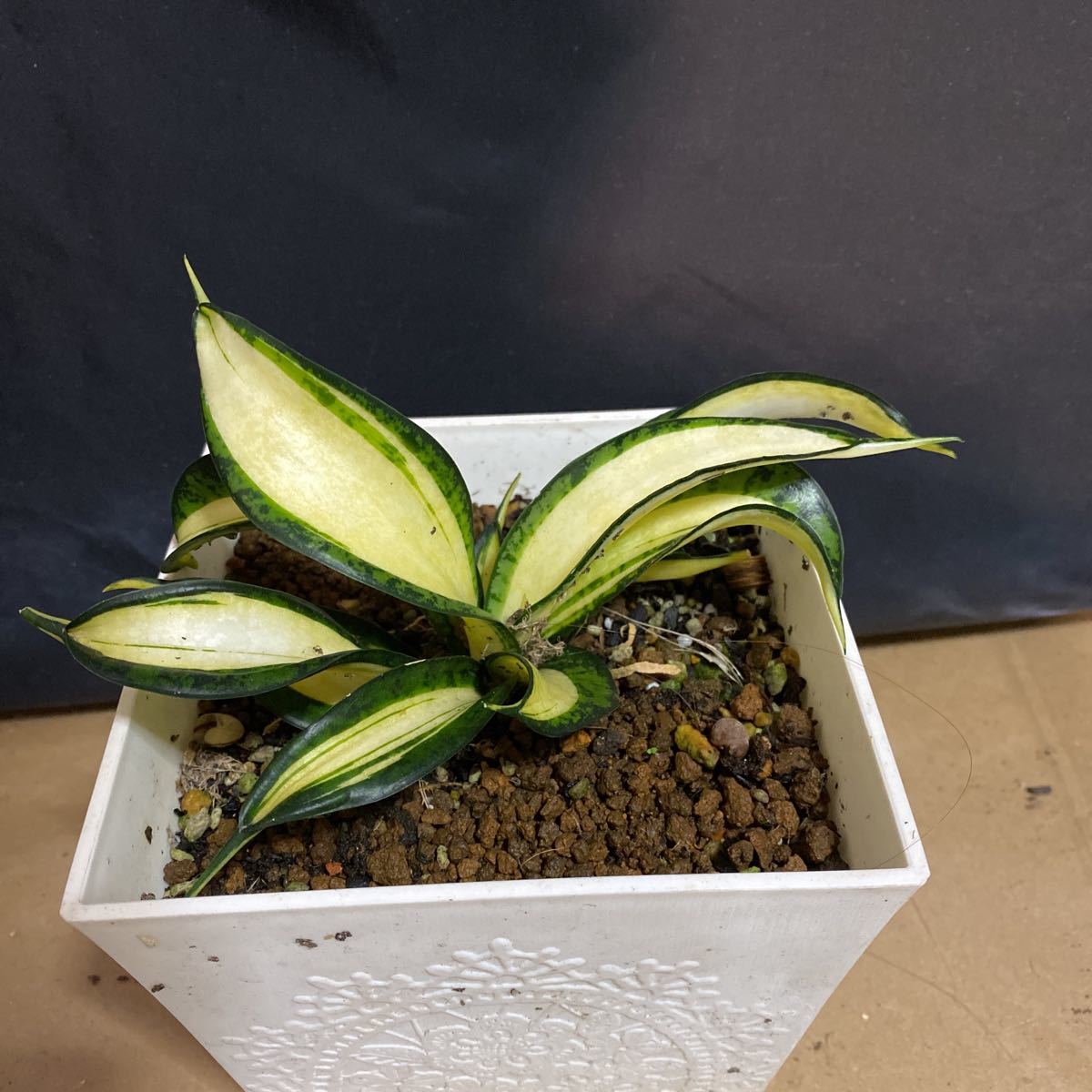 サンスベリア ゴールデンウェンディ Sansevieria golden wendy 多肉植物　レア　サンスベリア 