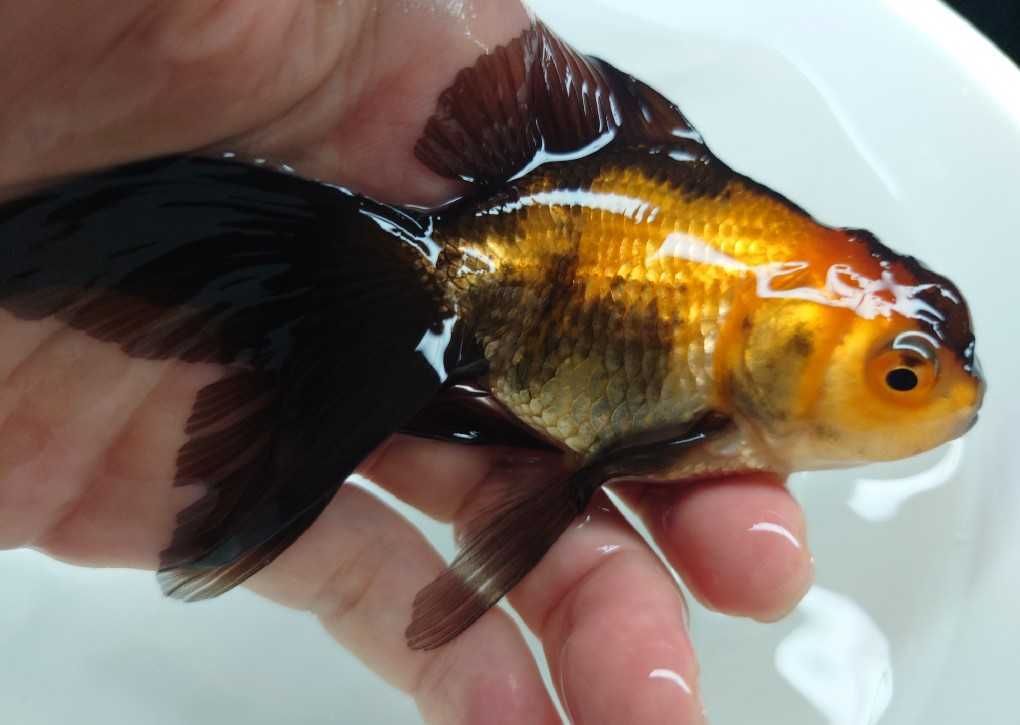 【アクアいろ】埼玉産　虎オランダ獅子頭　キレイな個体です！約１２センチ前後！これから育成、飼育楽しめる個体！同梱包発送　即決可能1