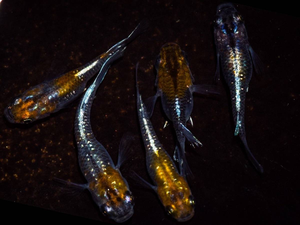 【メダカグラム】上物　オーロラ黄ラメ体外光ショートダルマ　若魚２ペア＋　　※発送日限定・説明欄を必ずご覧ください。 オーロラ黄ラメ体外光 ☆ 新系統 １ペア 現物 雄Ⅰ雌２(めだか)｜売買