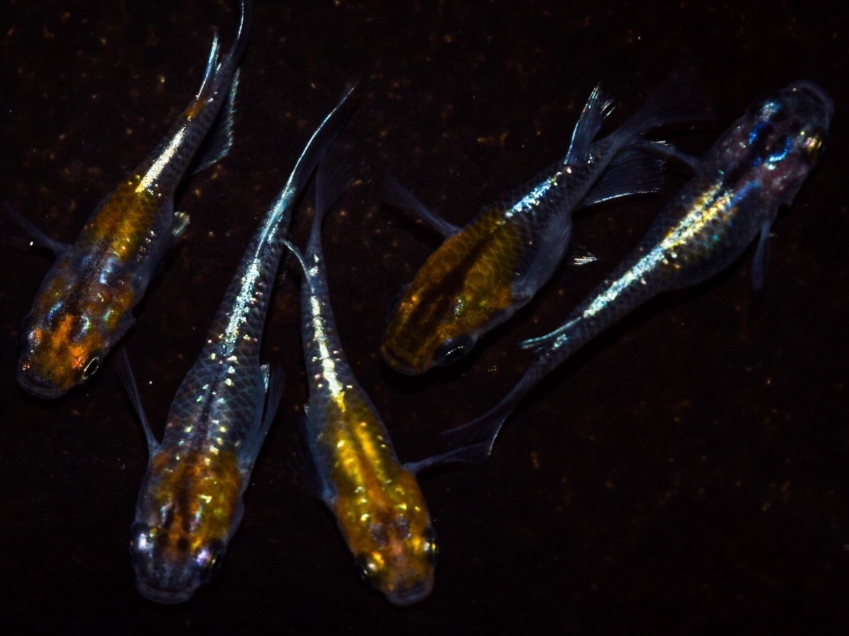 【メダカグラム】上物　オーロラ黄ラメ体外光ショートダルマ　若魚２ペア＋　　※発送日限定・説明欄を必ずご覧ください。 オーロラ黄ラメ体外光 ☆ 新系統 １ペア 現物 雄Ⅰ雌２(めだか)｜売買