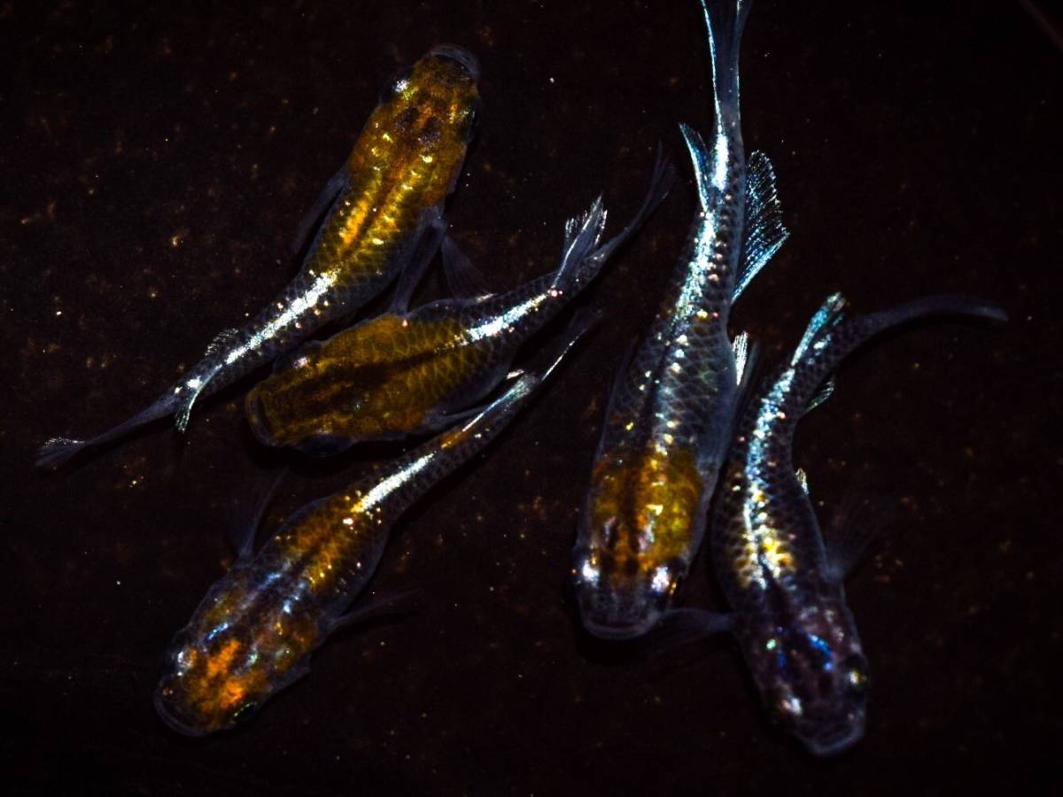 【メダカグラム】上物　オーロラ黄ラメ体外光ショートダルマ　若魚２ペア＋　　※発送日限定・説明欄を必ずご覧ください。 オーロラ黄ラメ体外光 ☆ 新系統 １ペア 現物 雄Ⅰ雌２(めだか)｜売買