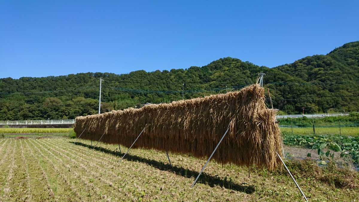 稲藁 稲わら 藁 ワラ わら 敷き藁 10束セット 令和2年 21年産 コシヒカリ 山梨県産 菜園 ペット しめ縄等に 農業資材 売買されたオークション情報 Yahooの商品情報をアーカイブ公開 オークファン Aucfan Com