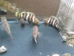 オオモンハタのヤフオク の相場 価格を見る ヤフオク のオオモンハタのオークション売買情報は16件が掲載されています