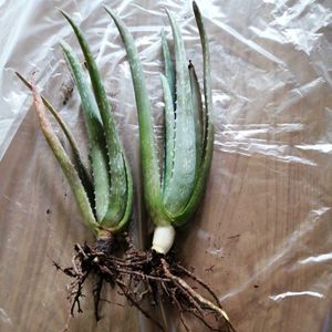 アロエ 植物のヤフオク の相場 価格を見る 3ページ目 ヤフオク のアロエ 植物のオークション売買情報は271件が掲載されています