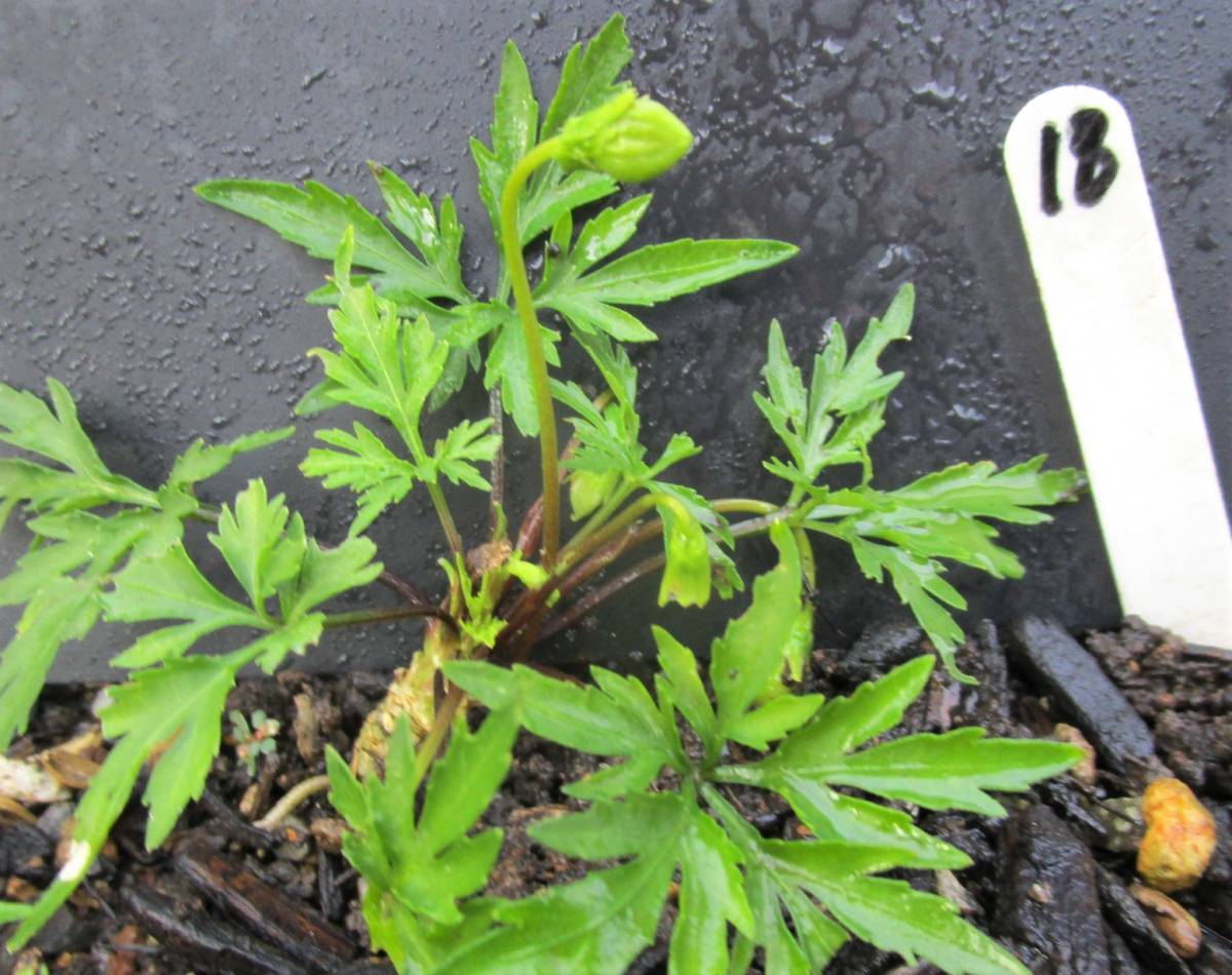 肥後すみれ スミレ 白花 菊葉 蕾又は閉鎖花あり 18 苗 売買されたオークション情報 Yahooの商品情報をアーカイブ公開 オークファン Aucfan Com