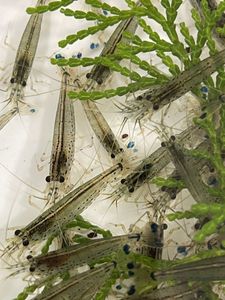 ヤマトヌマエビのヤフオク の相場 価格を見る ヤフオク のヤマトヌマエビのオークション売買情報は263件が掲載されています