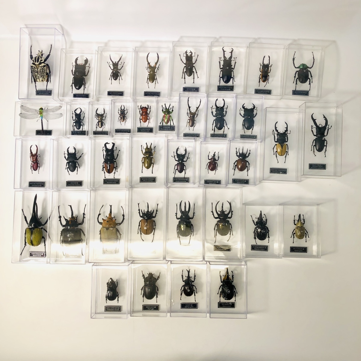 中古品 ディアゴスティーニ DeAGOSTINI 世界の昆虫 昆虫標本