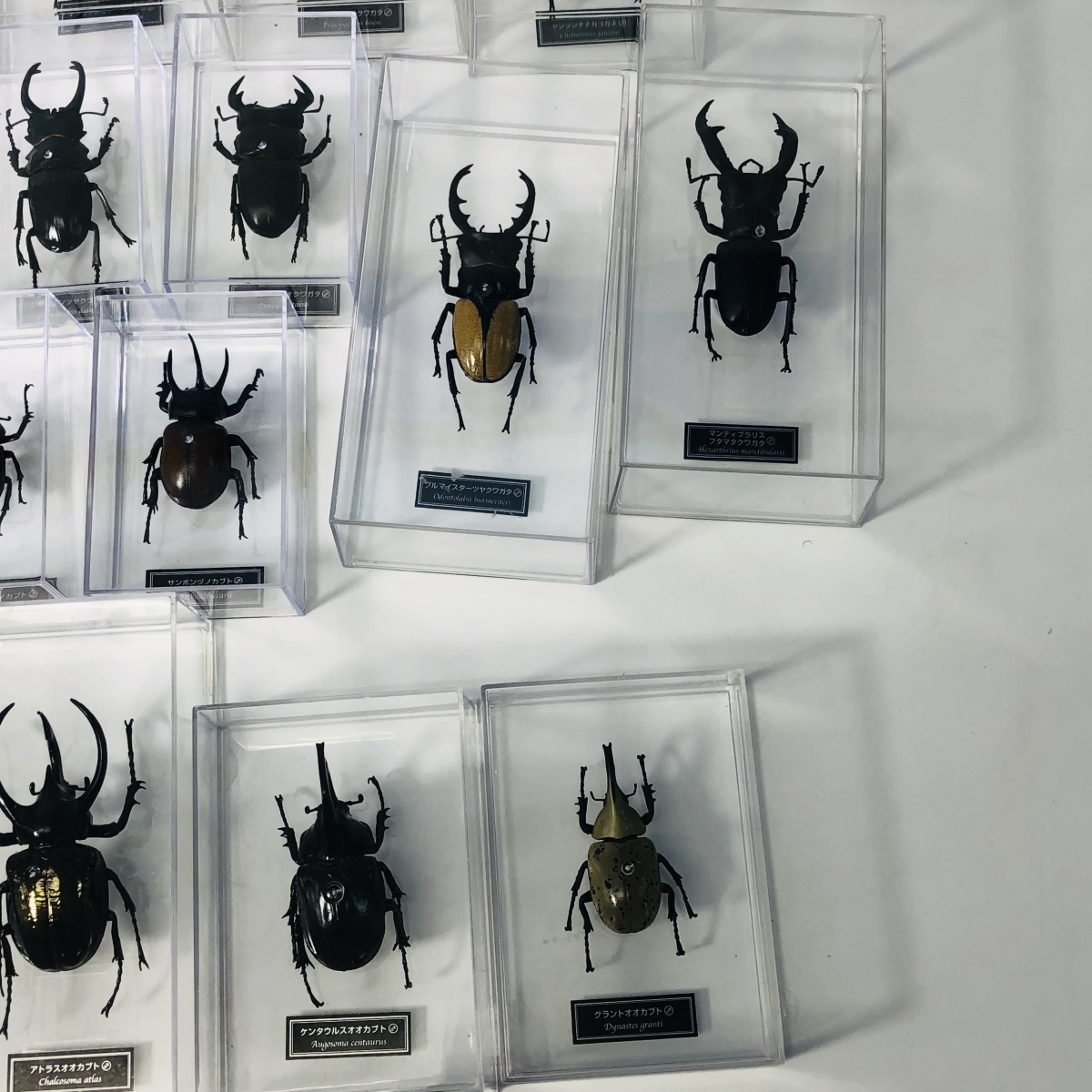 中古品 ディアゴスティーニ DeAGOSTINI 世界の昆虫 昆虫標本