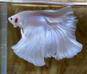 ベタ ホワイト ハーフムーンのヤフオク の相場 価格を見る ヤフオク のベタ ホワイト ハーフムーンのオークション売買情報は17件が掲載されています