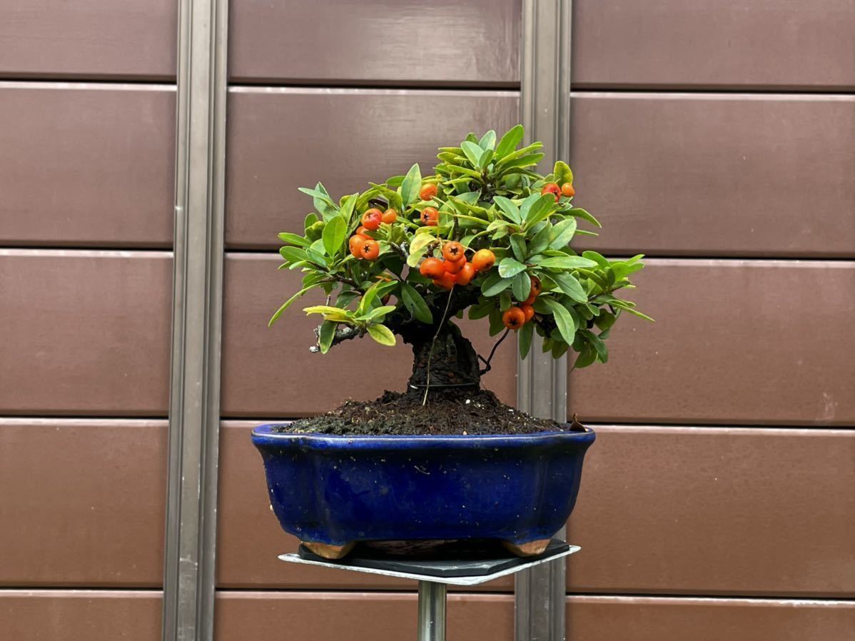 王紋 エネルギー D-PR/1026 10枚セット ヴァンガード VG 王紋 エネルギー D-PR⁄1026 10枚セット ヴァンガード VG