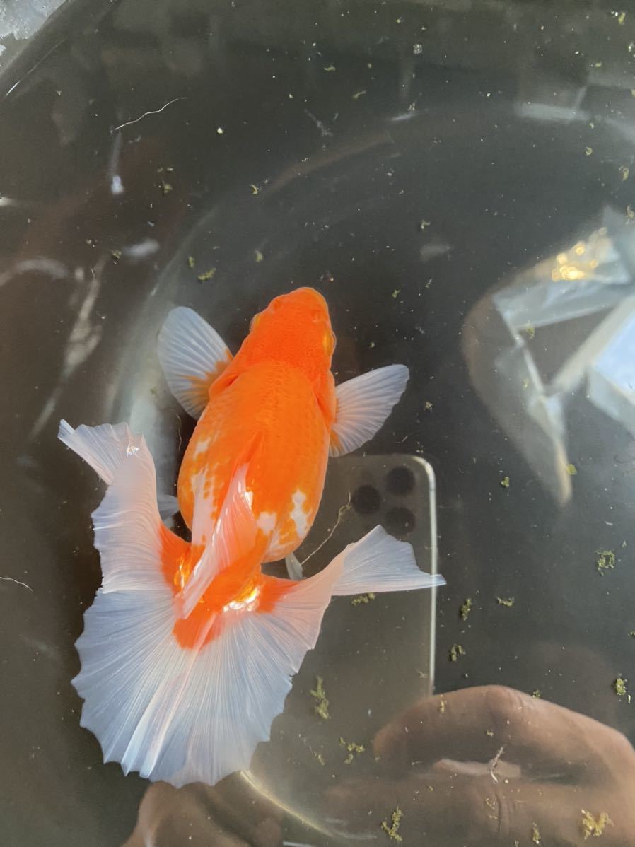 土佐錦　二歳雄　