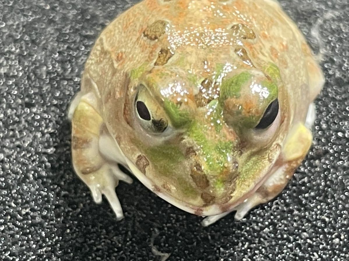 【Bears Frog】チャコガエル パラグアイCB B品①