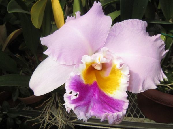 颯 ◎ えびね 夢紫宝×スカットクィン 初花期待 （エビネ・春蘭・交配苗