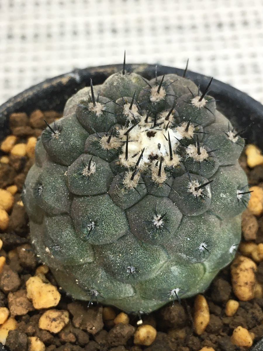 コピアポア ヒポガエア リザードスキン Copiapoa hypogaea Lizard Skin 南米チリ原産　 抜き苗便は送料無料　現地球を輸入しカキコ　希少