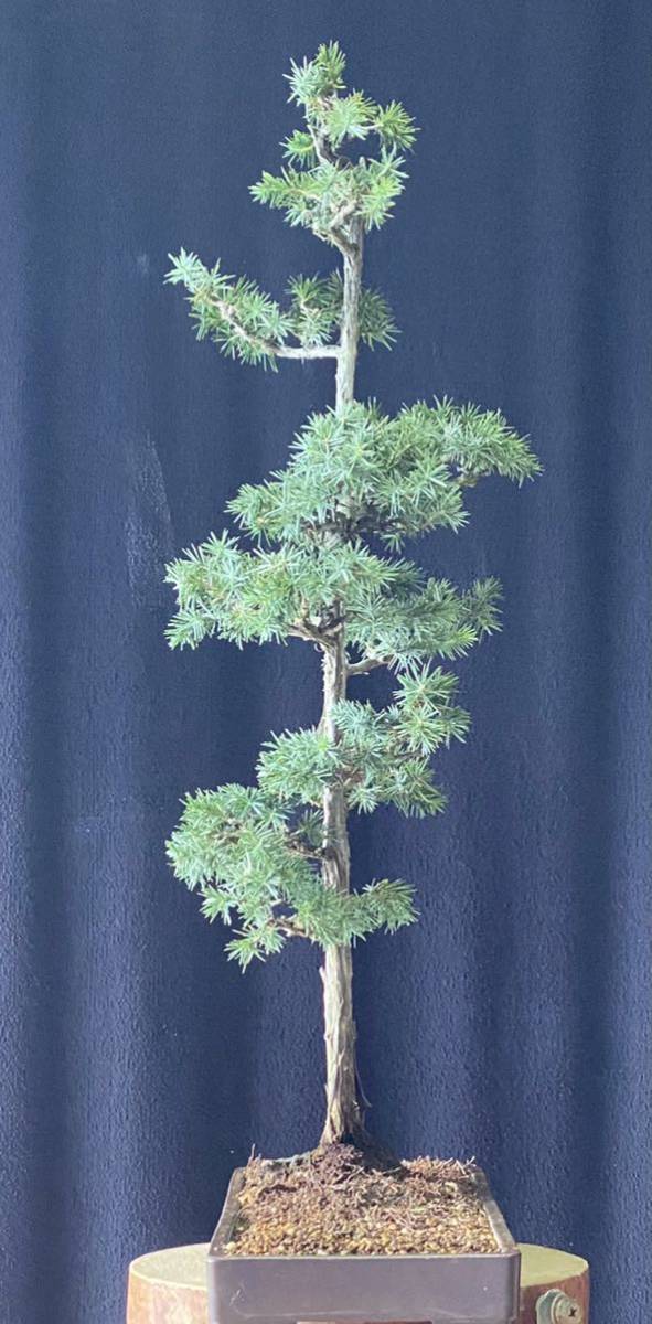 杜松盆栽 第一次修剪的杜松盆栽(之後⁄之前) : r⁄