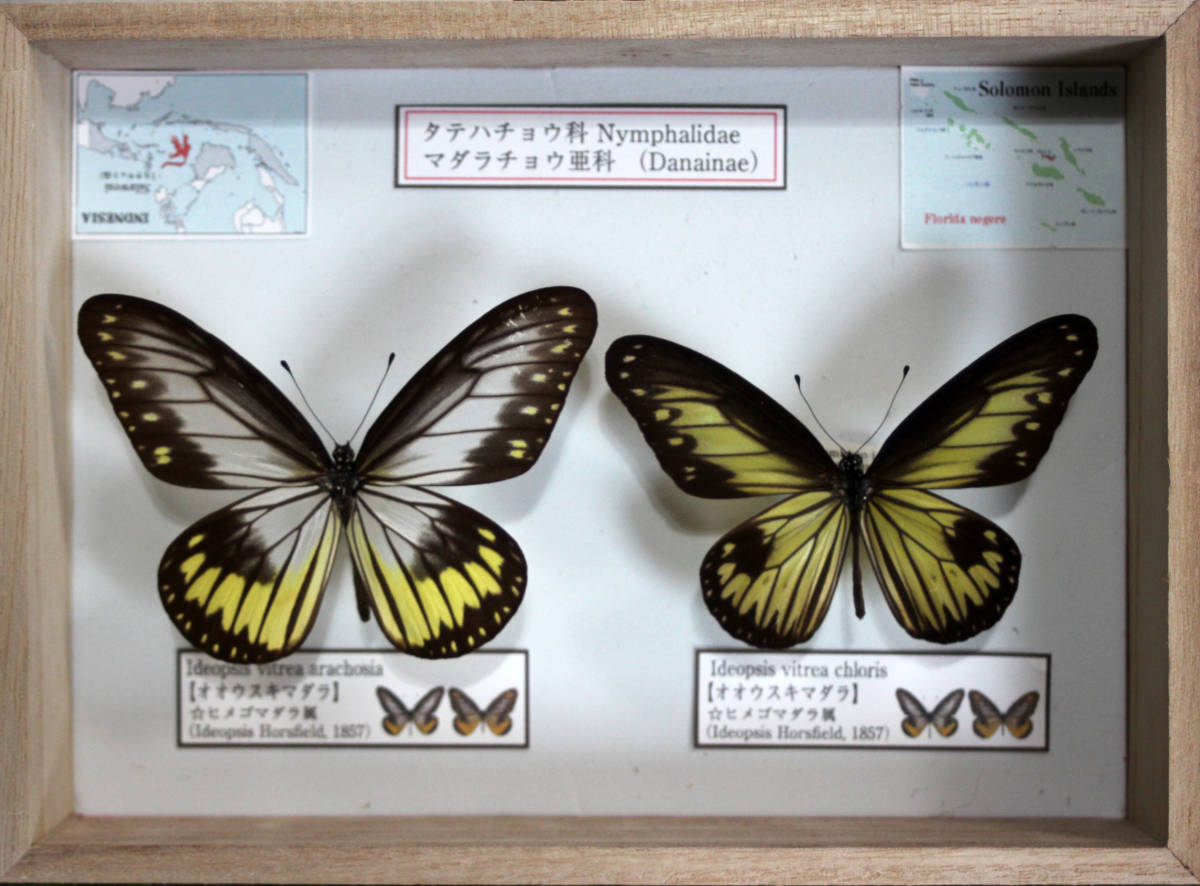 蝶標本 オオウスキマダラ ２亜種 科学 自然 売買されたオークション情報 Yahooの商品情報をアーカイブ公開 オークファン Aucfan Com