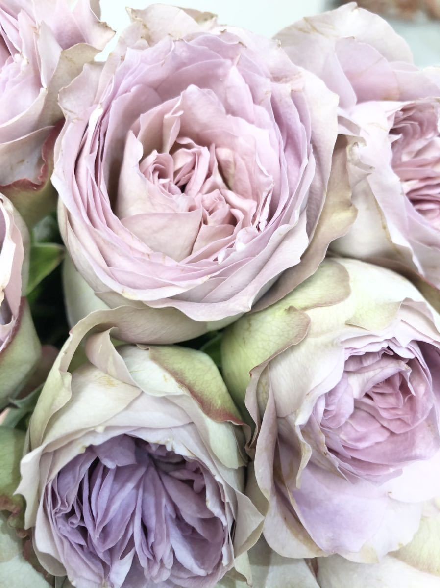 バラ苗 切花品種 グレーピンク アンティークカラー ☆ ソルファ☆ 薔薇