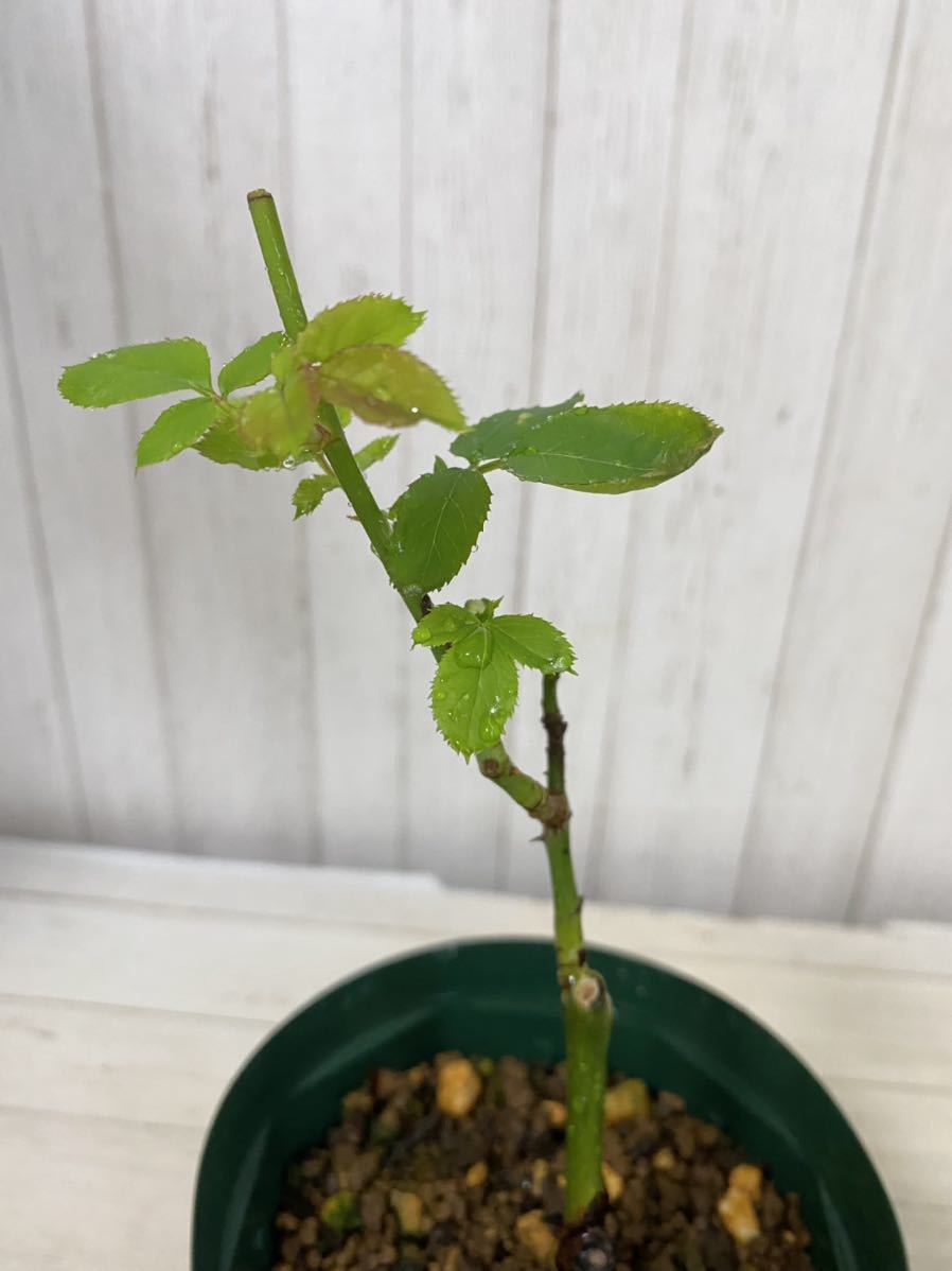 バラ苗 切花品種 グレーピンク アンティークカラー ☆ ソルファ☆ 薔薇
