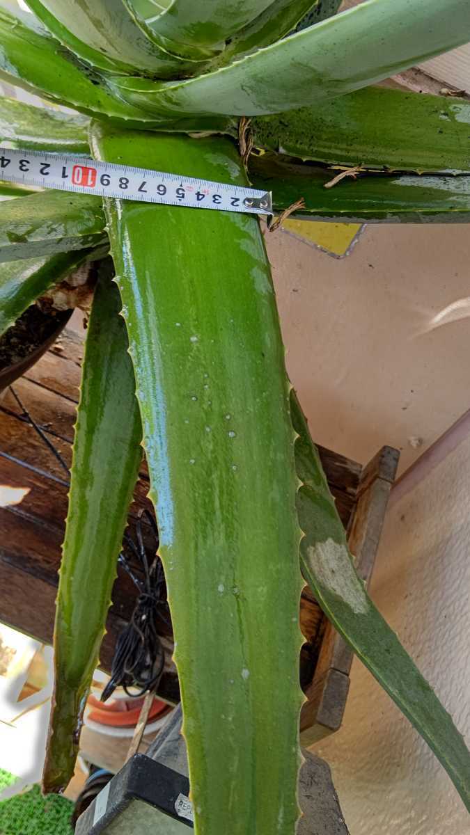 食用朝採りアロエベラ アロエ 売買されたオークション情報 Yahooの商品情報をアーカイブ公開 オークファン Aucfan Com