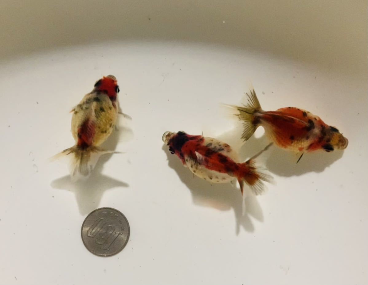 27.5cm ナイキ　レジェンド10 エリート　FG サッカースパイク　天然芝 10/7(木) 横浜DeNA VS 阪神タイガーズ戦 横浜スタジアム☆ホーム外野指定席