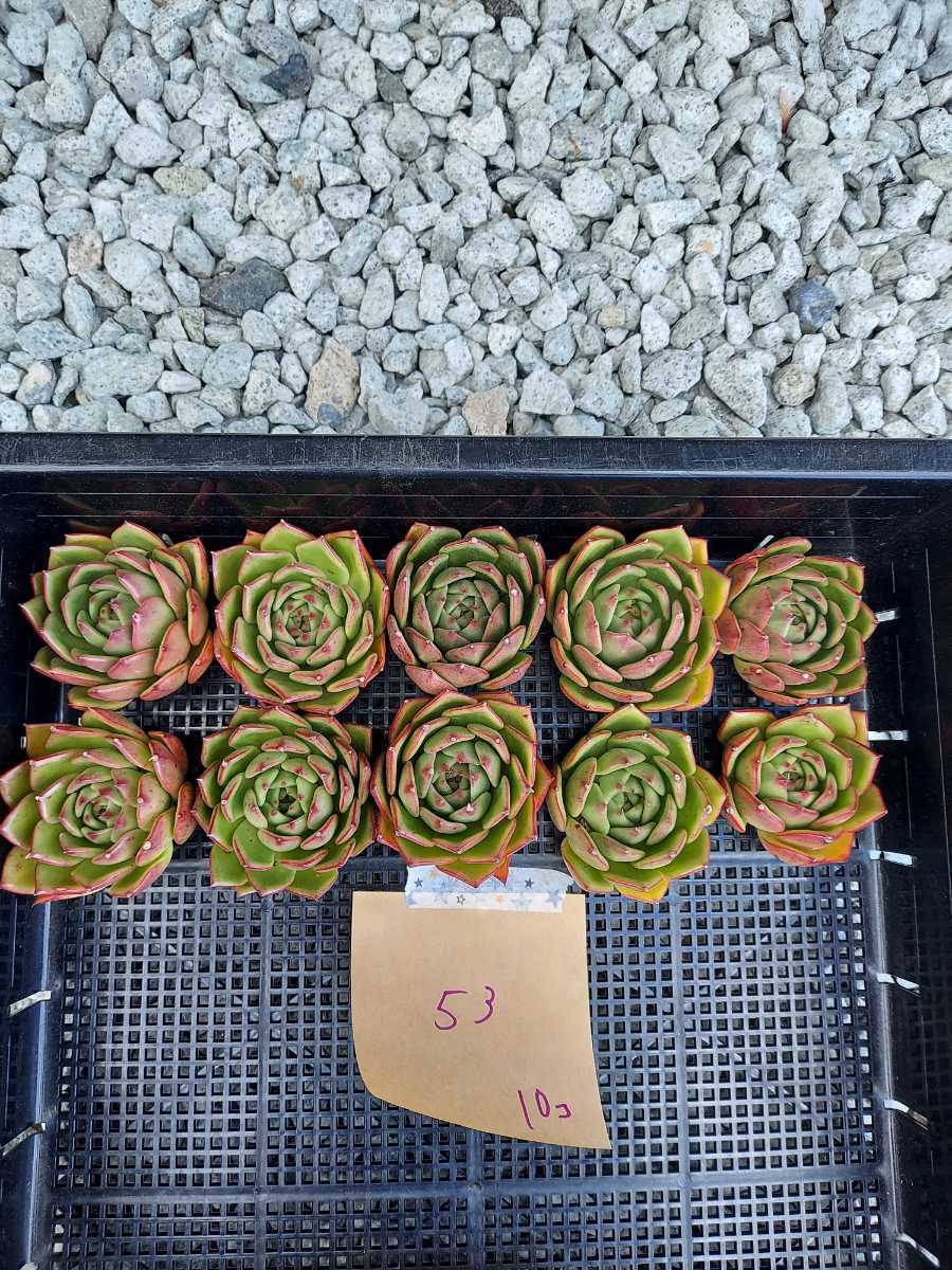 韓国多肉植物 韓国苗 エケベリア Echeveria 124-100 シルエット 13個