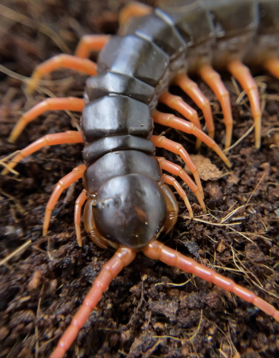 オオムカデ ベトナムオオムカデ レッドレッグ ムカデ 奇虫 奇蟲 百足 昆虫販売 昆虫 東南アジア ベトナム タイ 虫類 売買されたオークション情報 Yahooの商品情報をアーカイブ公開 オークファン Aucfan Com