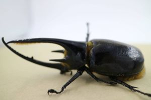外国産 - マット交換！ まっさんカブクワ備忘録 大型血統ネプチューン
