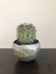 たけろうポットのYahoo!オークション(旧ヤフオク!)の相場・価格を見る