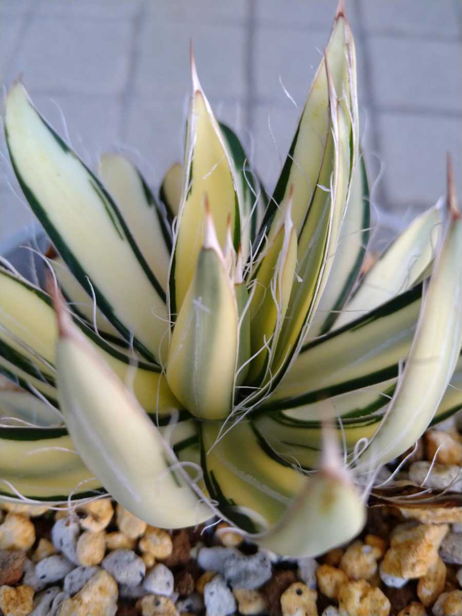 アガベ Agave 0 園芸ネット本店｜アガベ：白糸の王妃乱雪 黄中斑