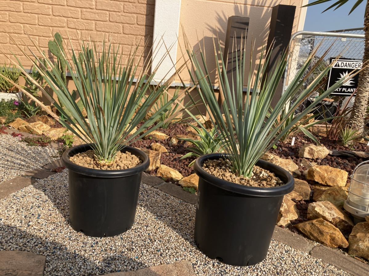 ユッカロストラータ ユッカ 2鉢セット ユッカ ロストラータ 2鉢 鉢