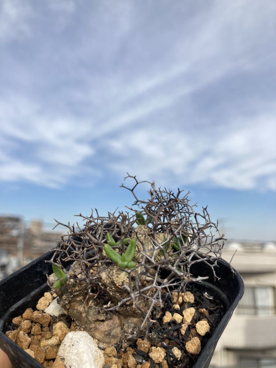 現地株】万物想 ③ Tylecodon reticulatus チレコドン