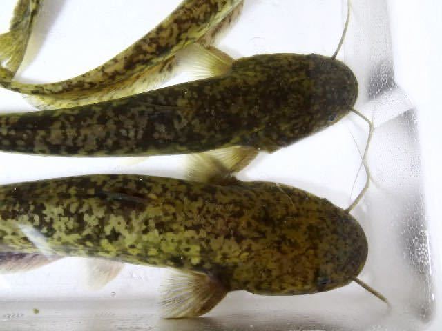 ニホンナマズ 19cm~22cm 静岡産 3匹セット 淡水魚 マナマズ 川魚 肉食 