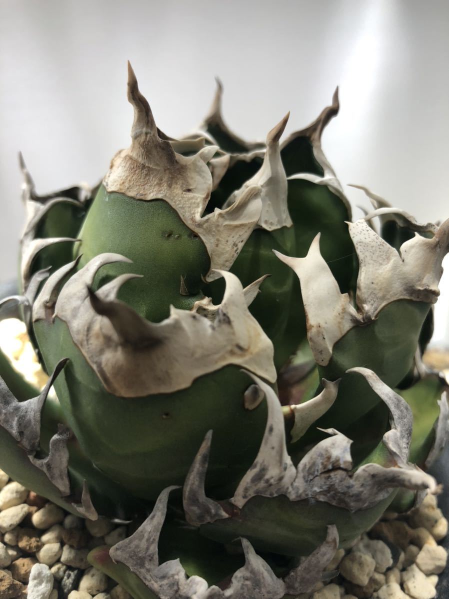 極上ゴリ猫 アガベ チタノタ ゴリ猫 激レア裏刺 陽炎 ムチムチ 狂刺 約  