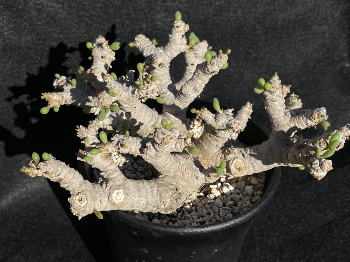 Othonna clavifolia オトンナ クラビフォリア 現地球 特良特大株 発根 