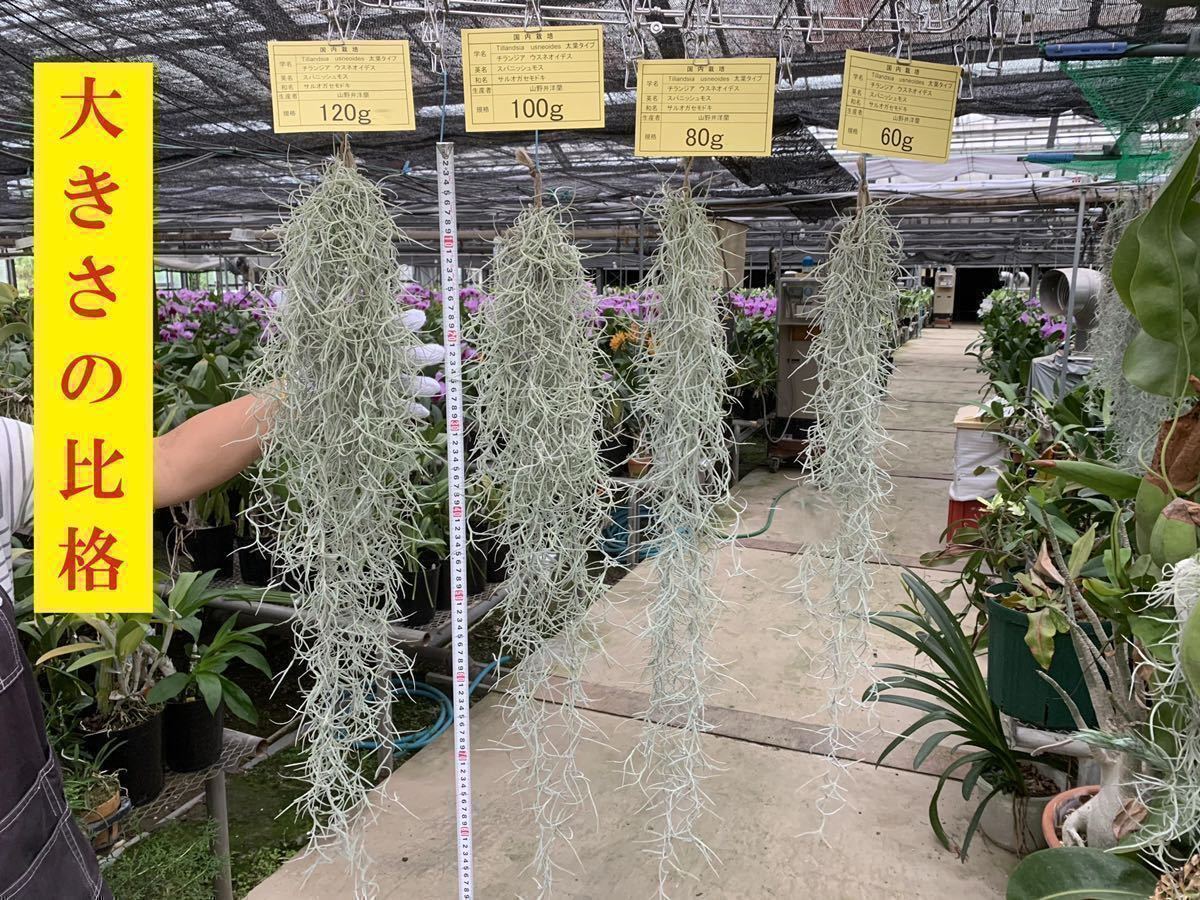 中古 チランジア ウスネオイデス スパニッシュモス Www Silyongmi Com 中古 チランジア ウスネオイデス スパニッシュモス Www Silyongmi Com