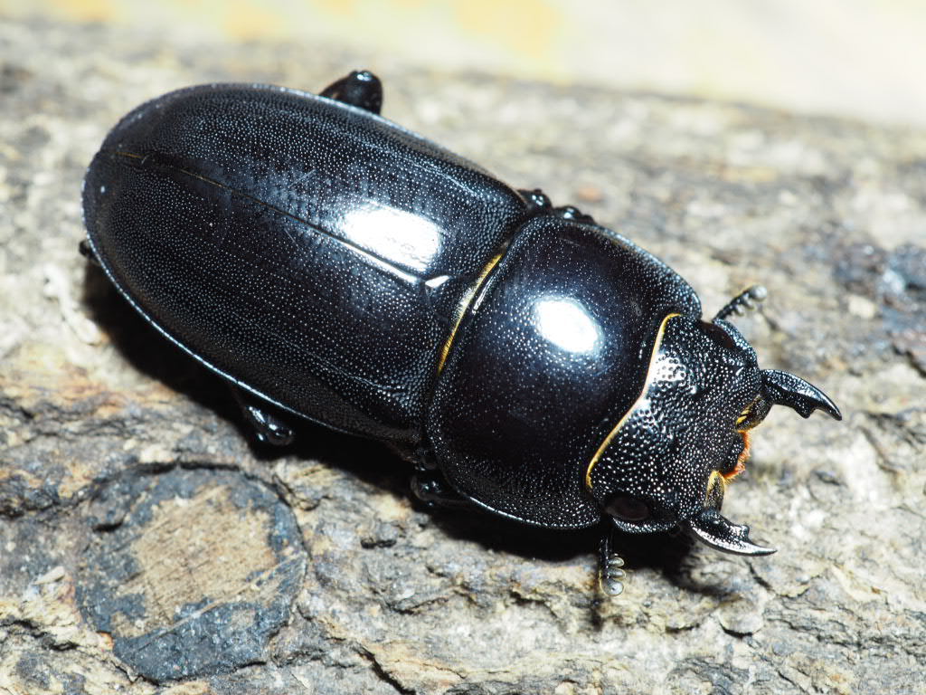 天然 Wc 与那国島産 サキシマヒラタクワガタ 31 メス単品 サキシマヒラタ From Scratch 国産 売買されたオークション情報 Yahooの商品情報をアーカイブ公開 オークファン Aucfan Com