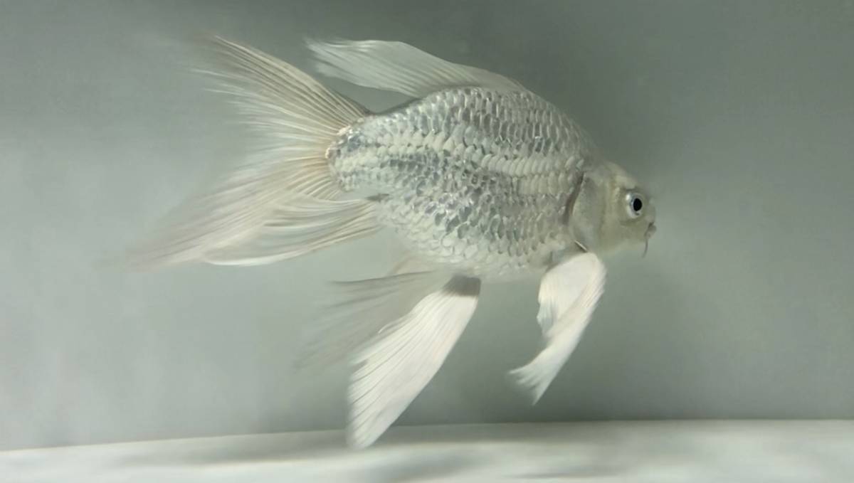 プラチナヒレナガ鯉 ウルトラショート ダルマボディ！21㎝前後(錦鯉 